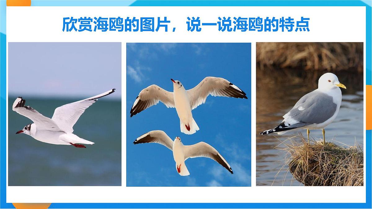 学前教育大班《海鸥啊海鸥》课件第7页