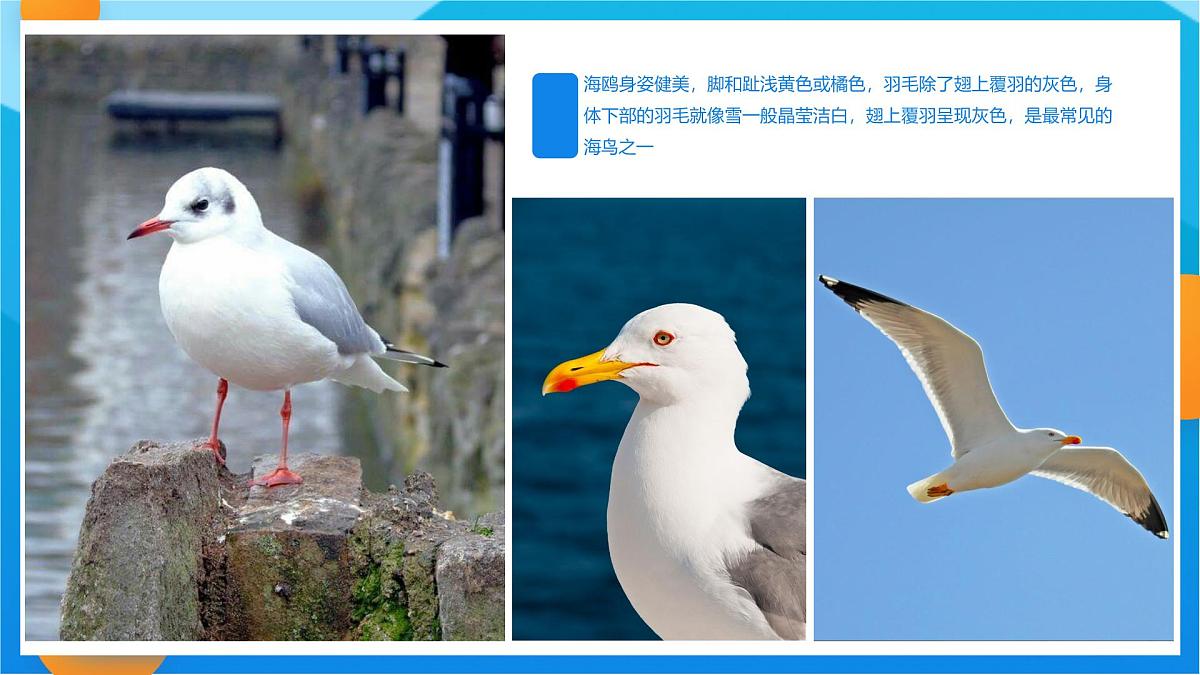 学前教育大班《海鸥啊海鸥》课件第8页