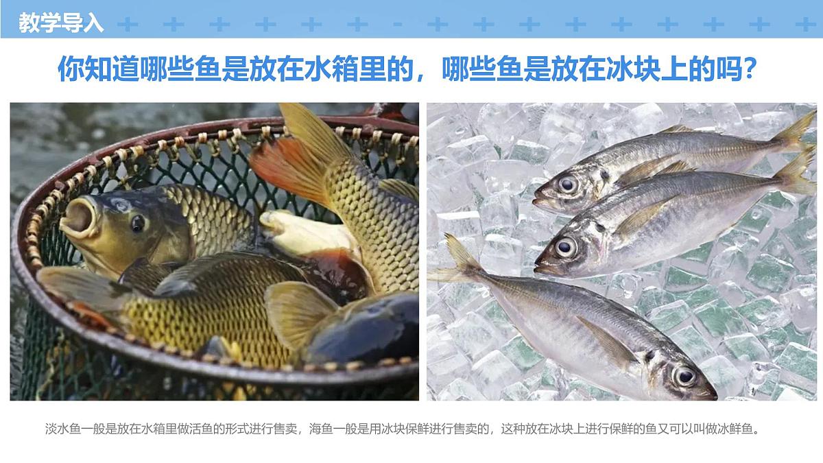 学前教育大班《冰上的鲜鱼》课件第7页