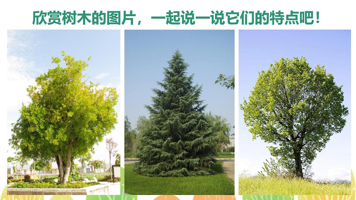 学前教育大班《热闹的森林家园》课件第8页