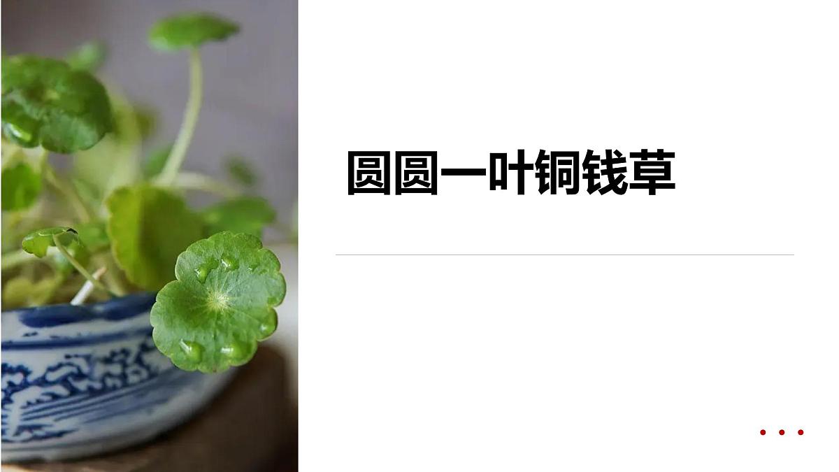 学前教育大班《圆圆一叶铜钱草》课件第1页