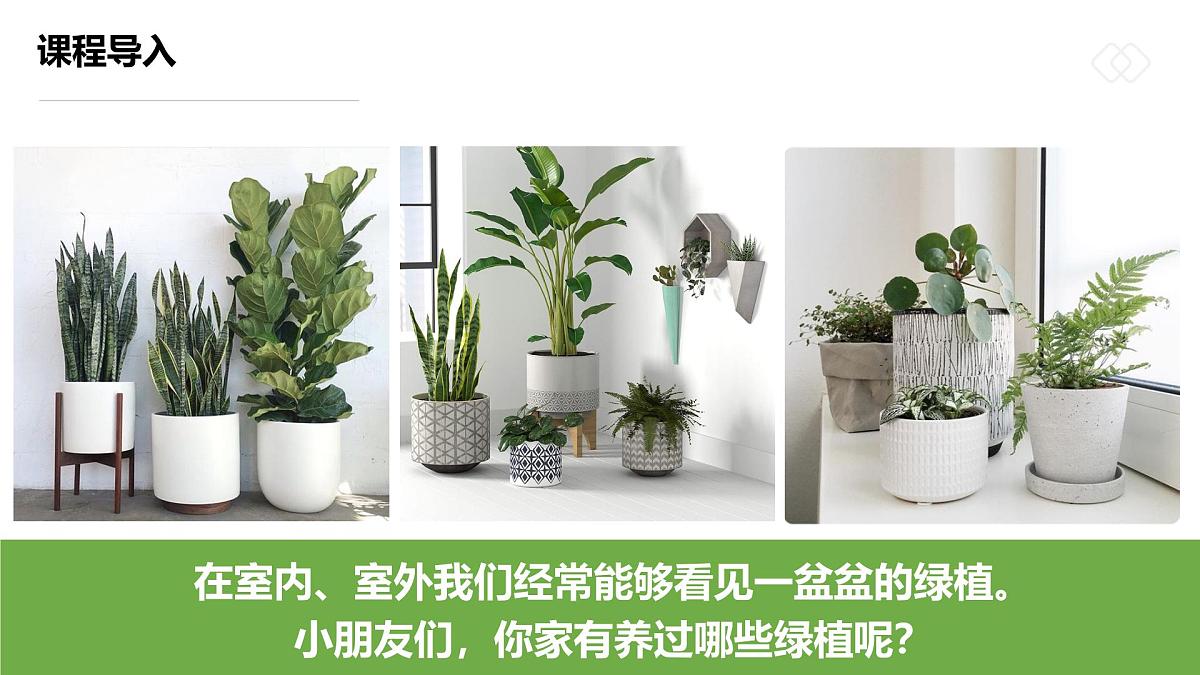 学前教育大班《圆圆一叶铜钱草》课件第4页