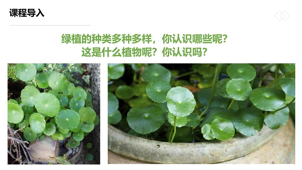 学前教育大班《圆圆一叶铜钱草》课件第6页