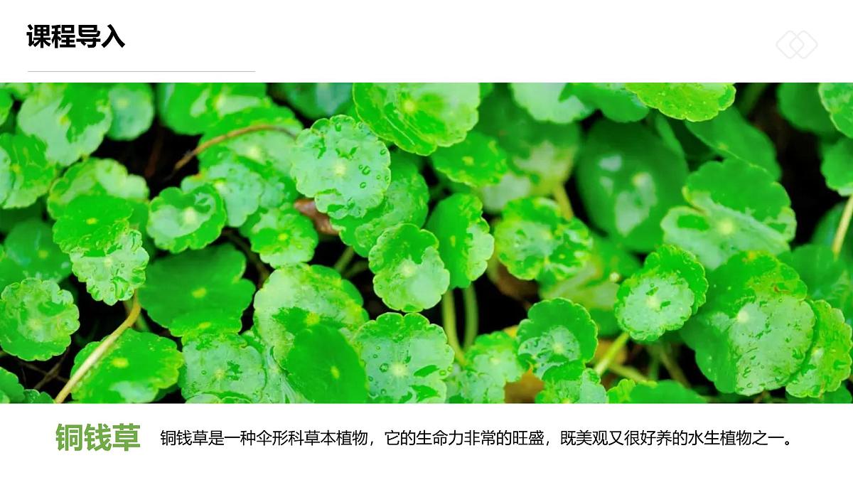 学前教育大班《圆圆一叶铜钱草》课件第7页