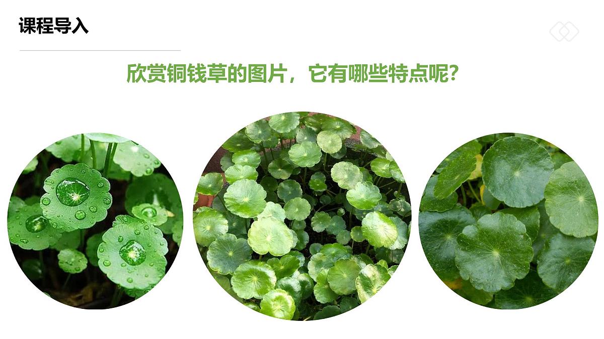 学前教育大班《圆圆一叶铜钱草》课件第8页