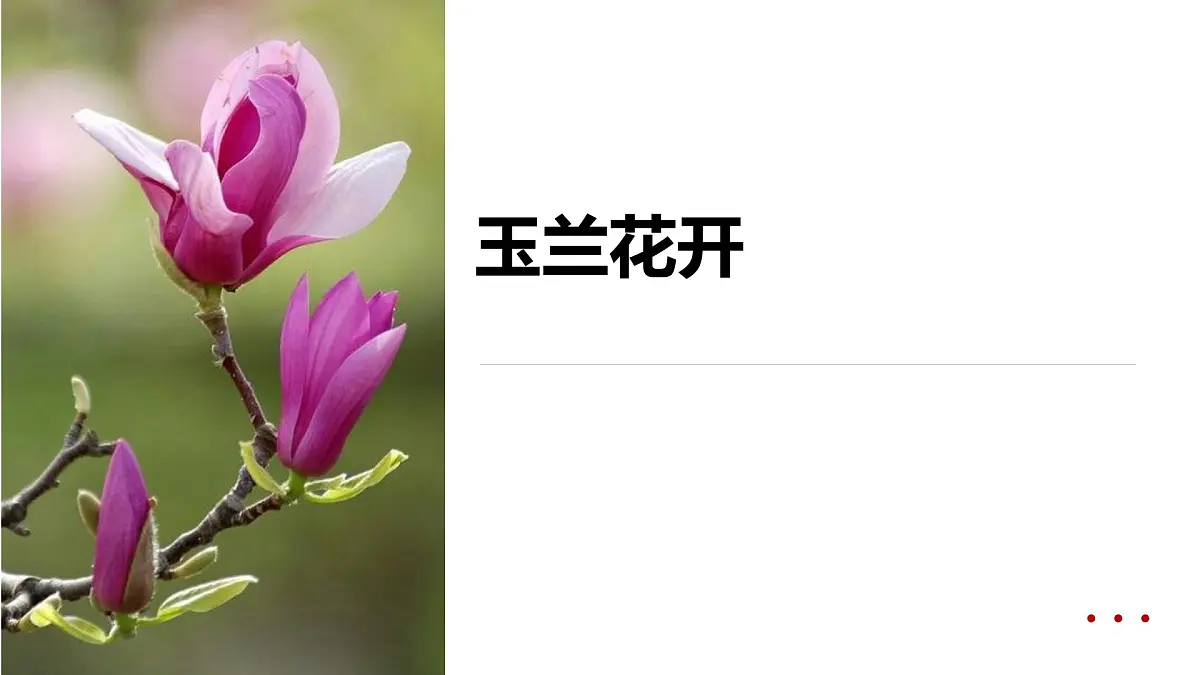 学前教育大班《玉兰花开》课件第1页