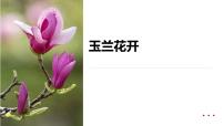 学前教育大班《玉兰花开》课件