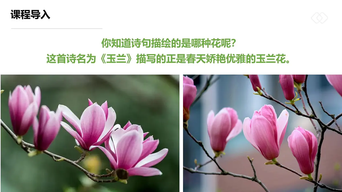 学前教育大班《玉兰花开》课件第5页