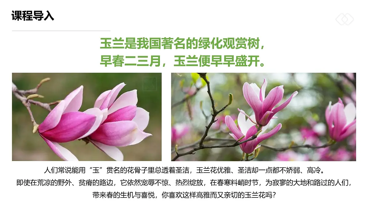 学前教育大班《玉兰花开》课件第6页