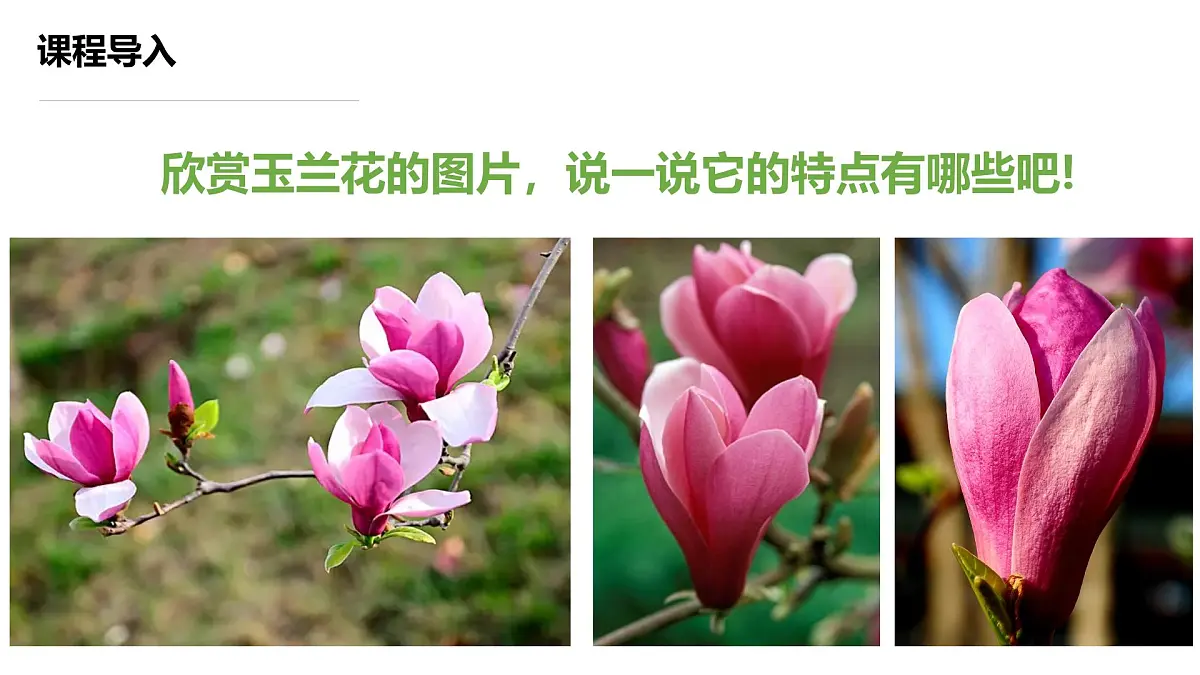 学前教育大班《玉兰花开》课件第7页