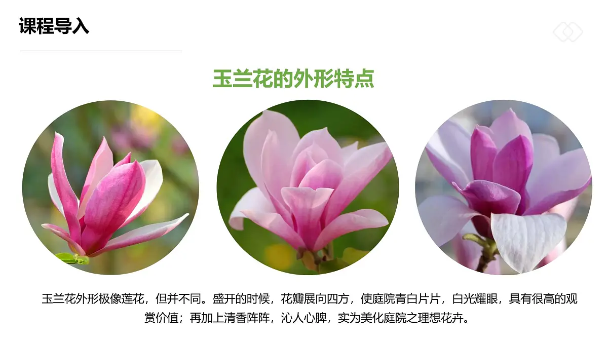 学前教育大班《玉兰花开》课件第8页