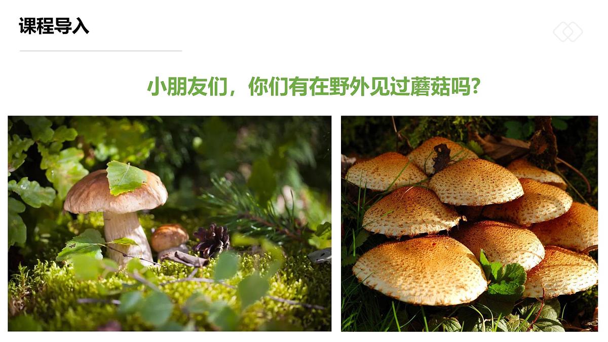 学前教育大班《五彩的小蘑菇》课件第5页