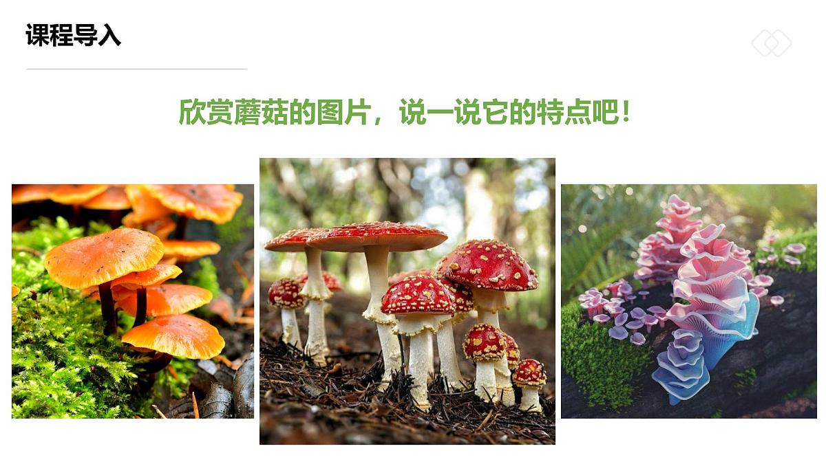 学前教育大班《五彩的小蘑菇》课件第7页
