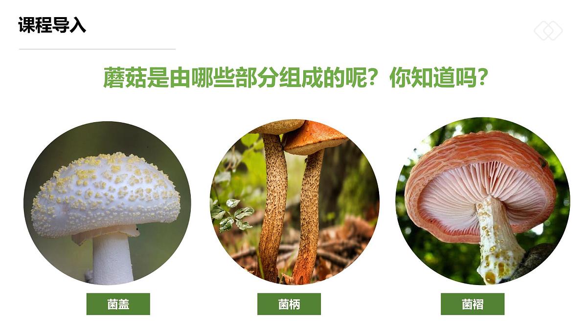 学前教育大班《五彩的小蘑菇》课件第8页