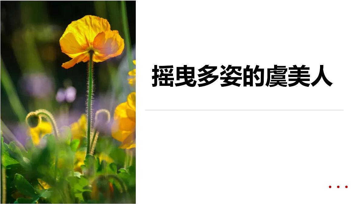 学前教育大班《摇曳多姿的虞美人》课件第1页