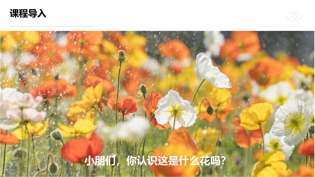 学前教育大班《摇曳多姿的虞美人》课件第4页