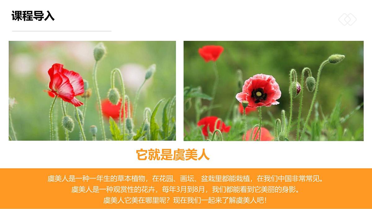 学前教育大班《摇曳多姿的虞美人》课件第5页