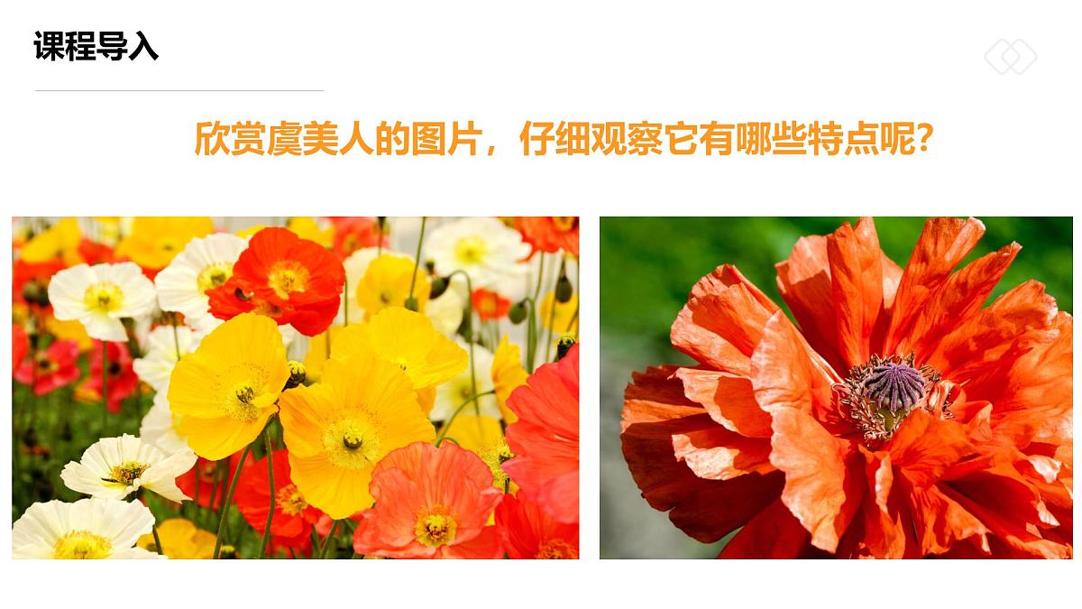 学前教育大班《摇曳多姿的虞美人》课件第6页