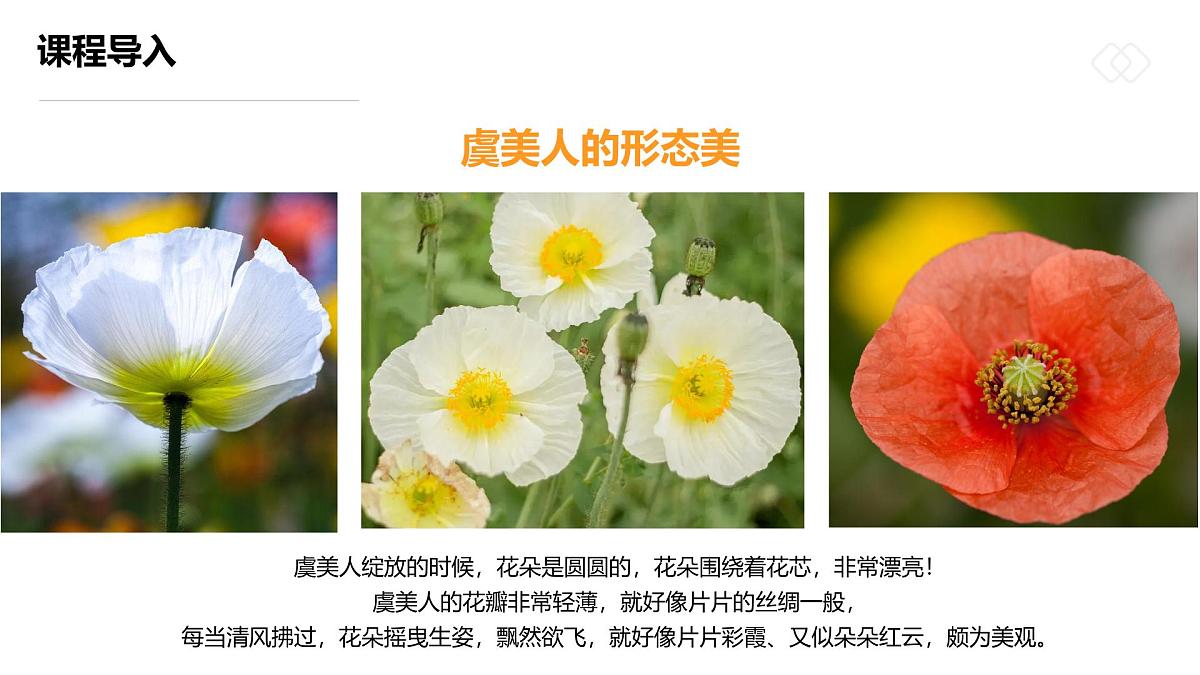 学前教育大班《摇曳多姿的虞美人》课件第7页