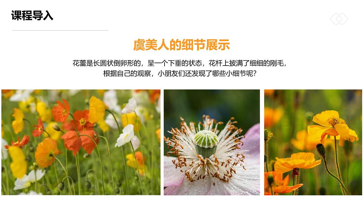 学前教育大班《摇曳多姿的虞美人》课件第8页