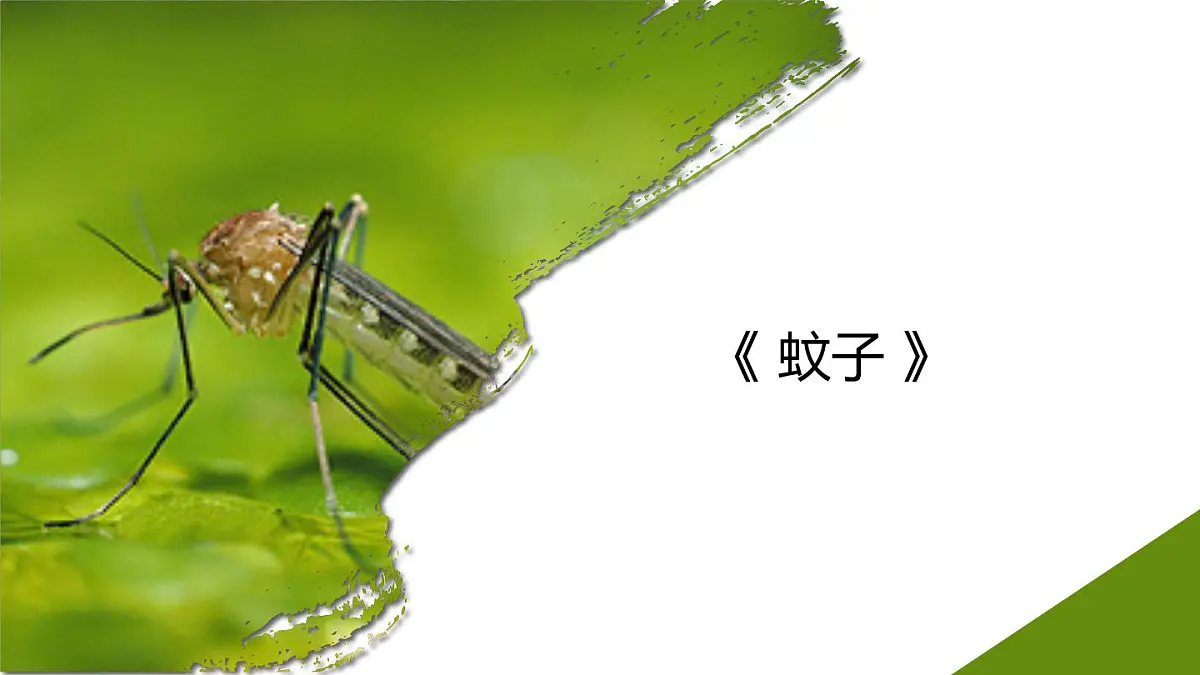学前教育大班《蚊子》课件第1页