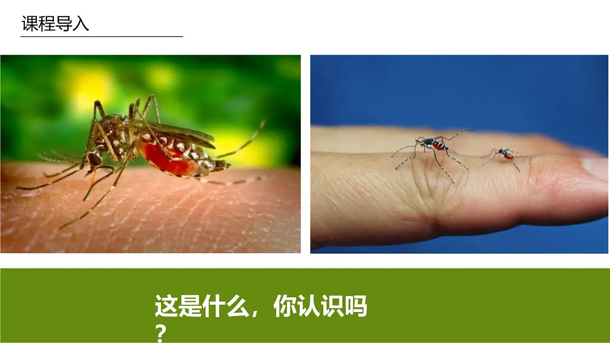 学前教育大班《蚊子》课件第4页