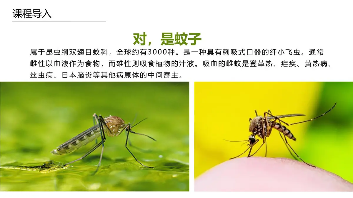 学前教育大班《蚊子》课件第5页