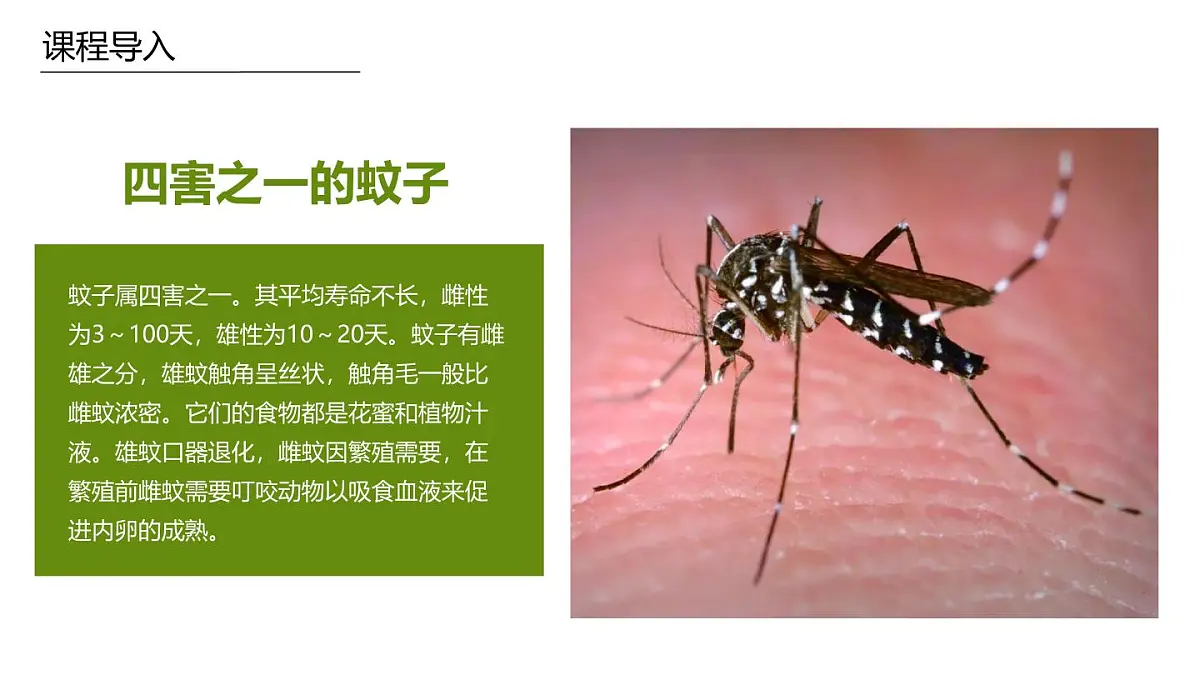 学前教育大班《蚊子》课件第6页