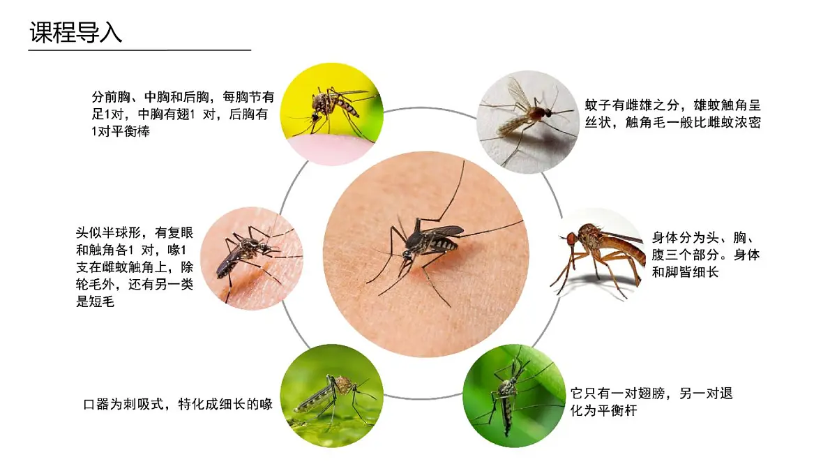 学前教育大班《蚊子》课件第8页