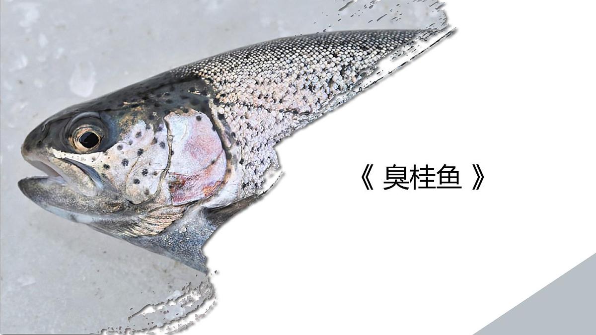 学前教育大班《臭桂鱼》课件第1页