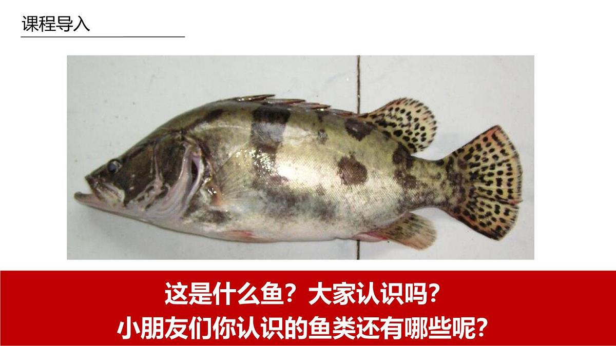 学前教育大班《臭桂鱼》课件第4页