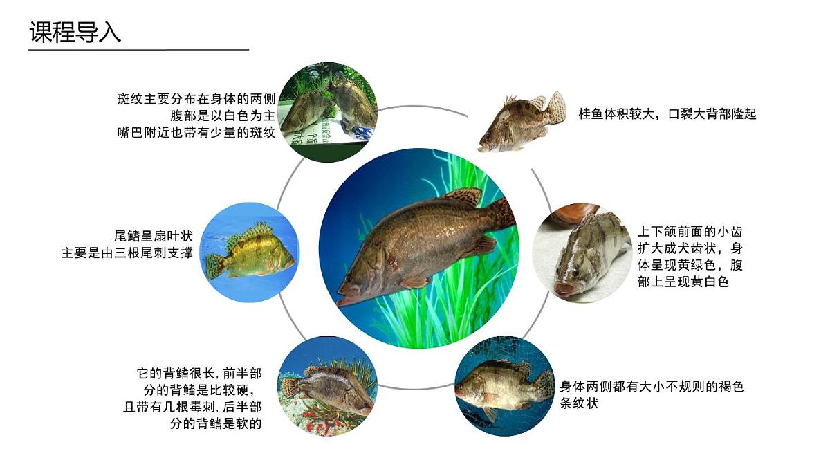学前教育大班《臭桂鱼》课件第8页