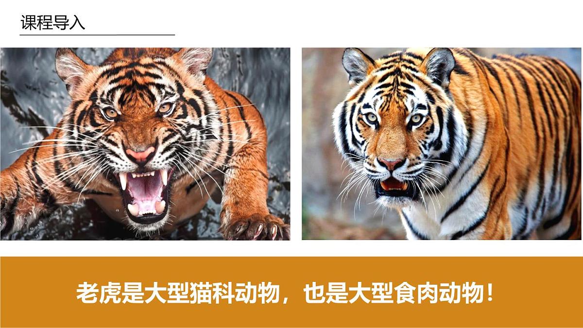 学前教育大班《哈喽你好》课件第4页