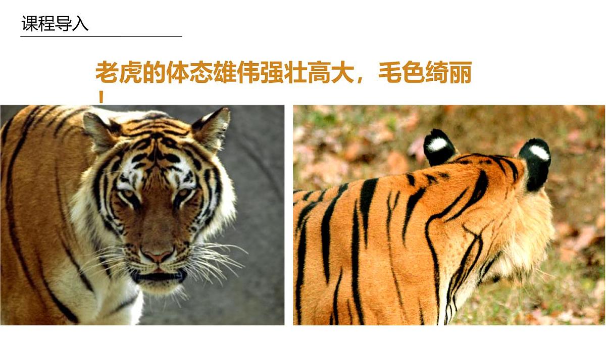 学前教育大班《哈喽你好》课件第5页