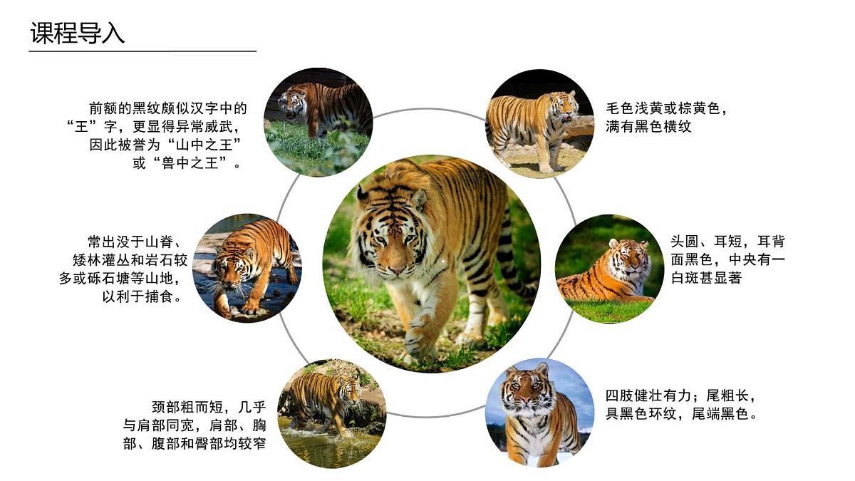 学前教育大班《哈喽你好》课件第8页