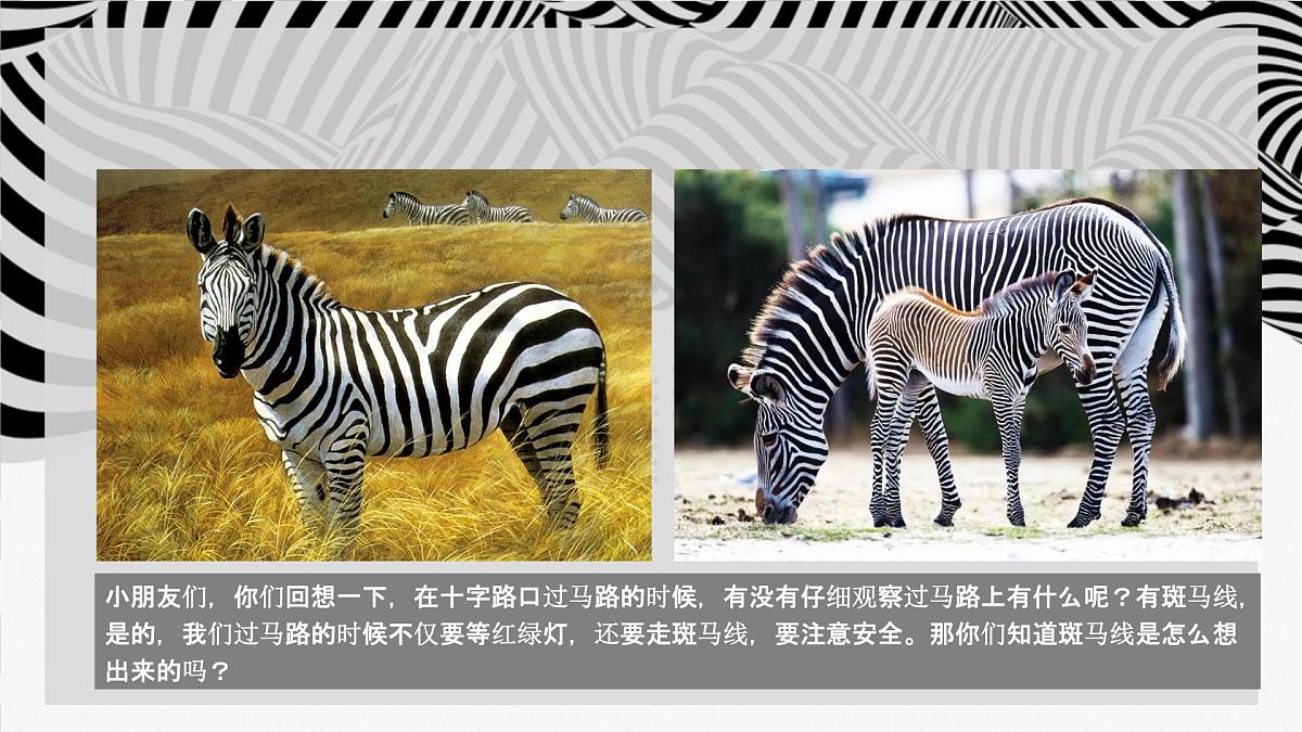 学前教育大班《草原斑马》课件第4页