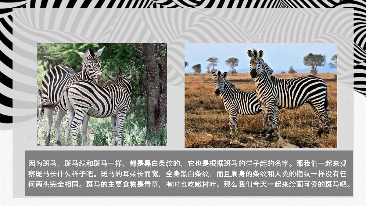 学前教育大班《草原斑马》课件第5页