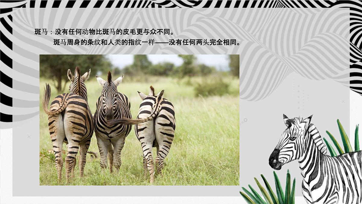 学前教育大班《草原斑马》课件第6页