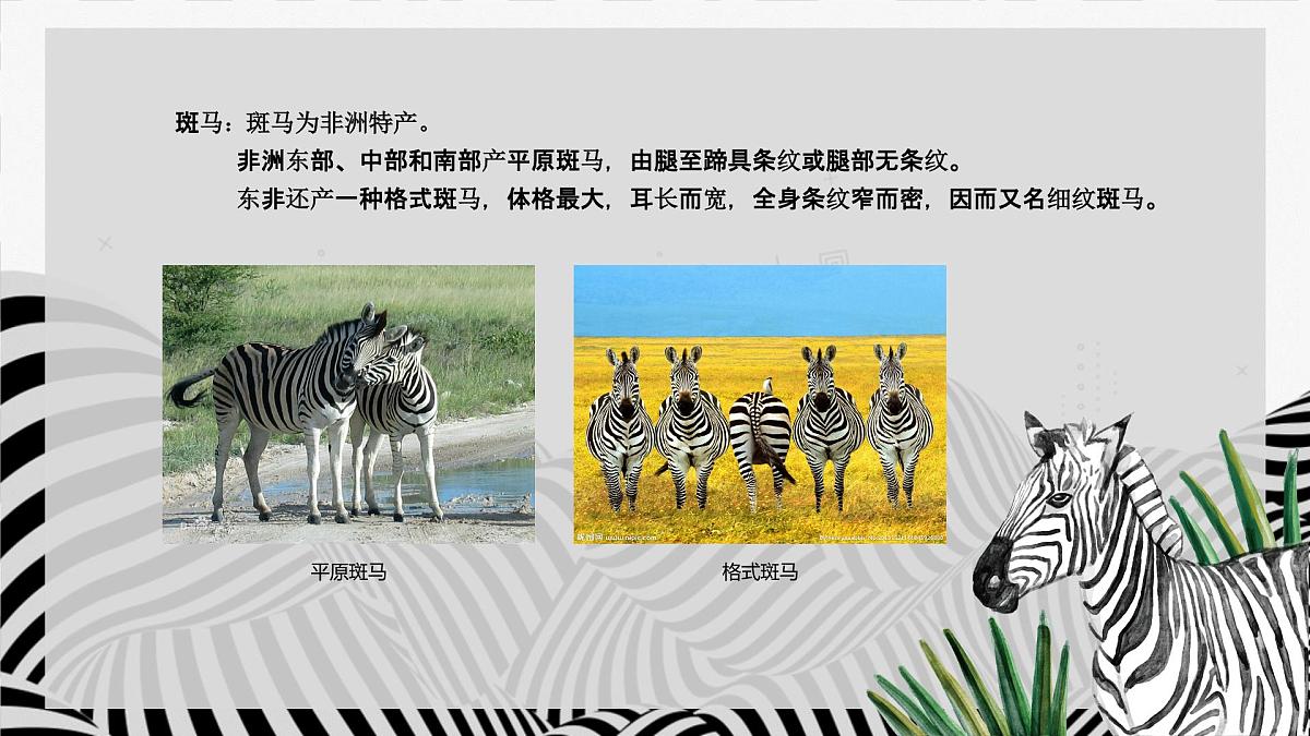 学前教育大班《草原斑马》课件第7页