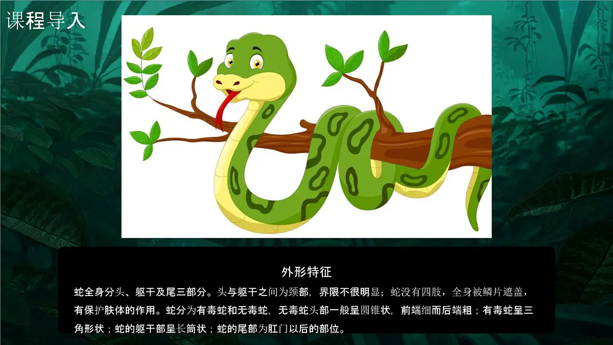学前教育大班《丛林里的大蟒蛇》课件第5页