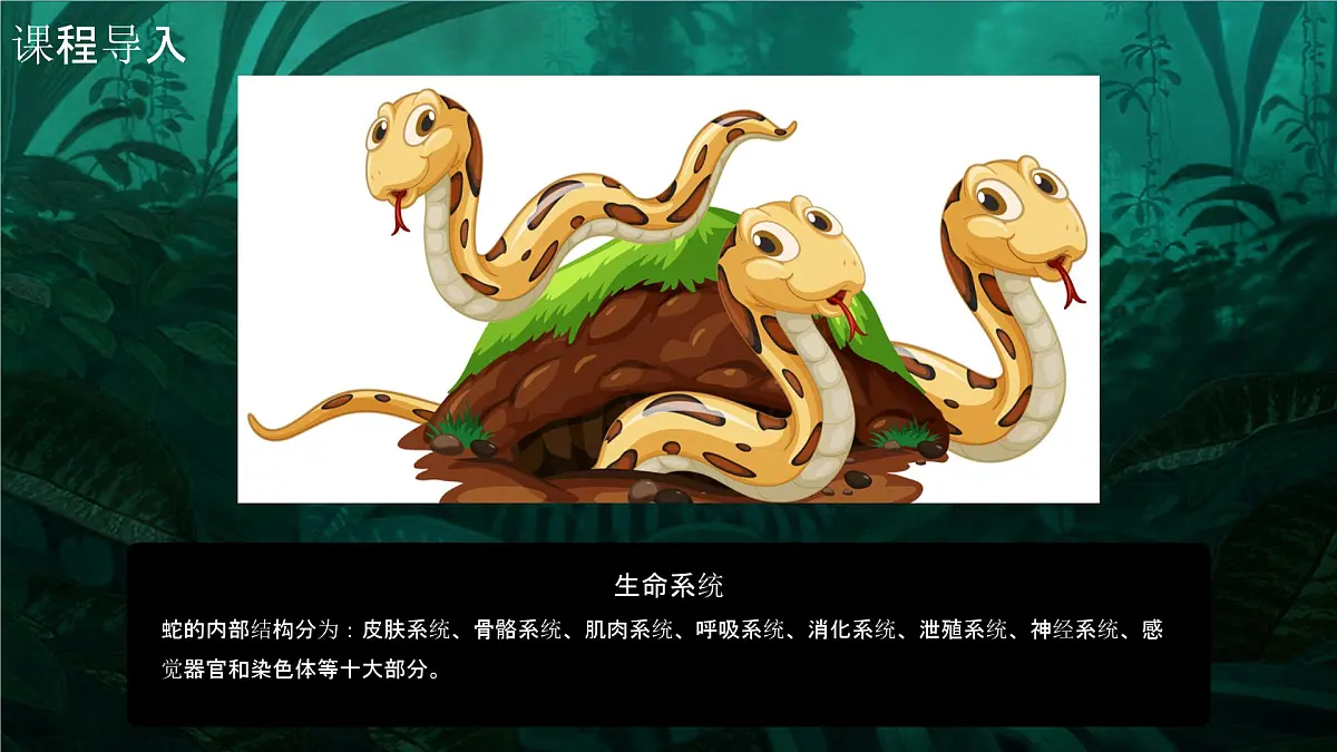 学前教育大班《丛林里的大蟒蛇》课件第6页