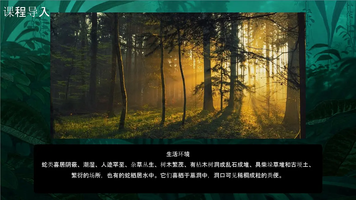 学前教育大班《丛林里的大蟒蛇》课件第7页