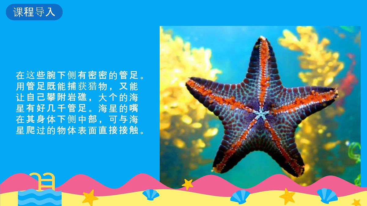 学前教育大班《迷路的小海星》课件第6页