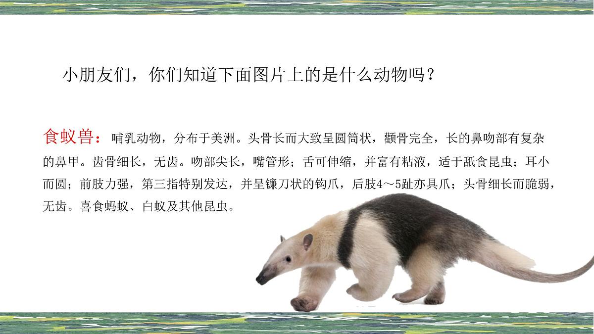 学前教育大班《食蚁兽》课件第4页