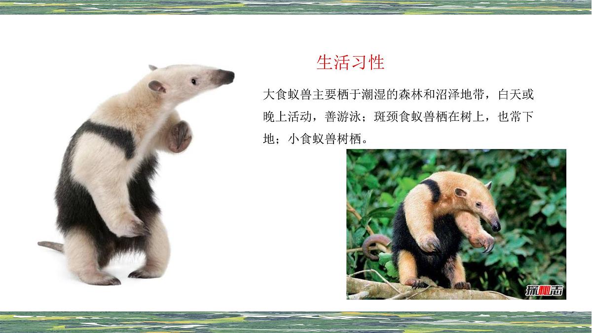 学前教育大班《食蚁兽》课件第5页
