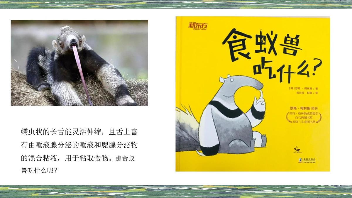 学前教育大班《食蚁兽》课件第6页