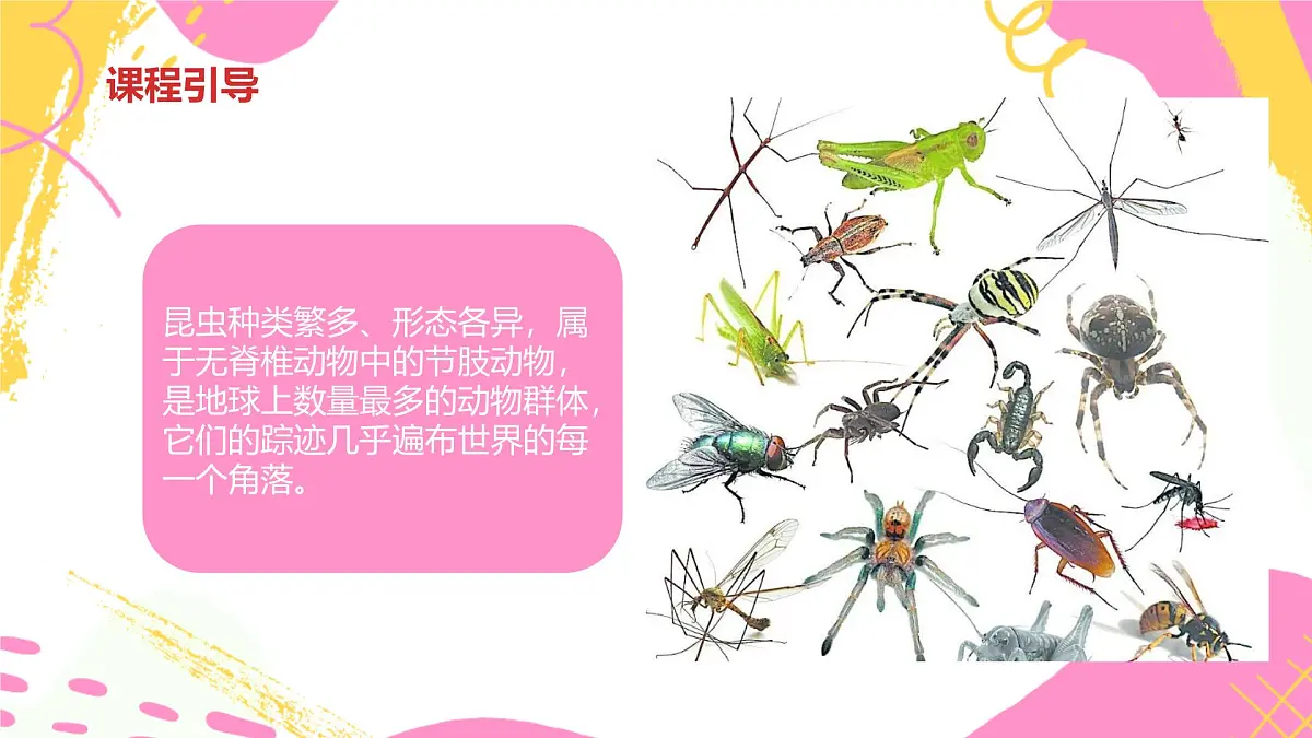 学前教育大班《昆虫王国》课件第4页