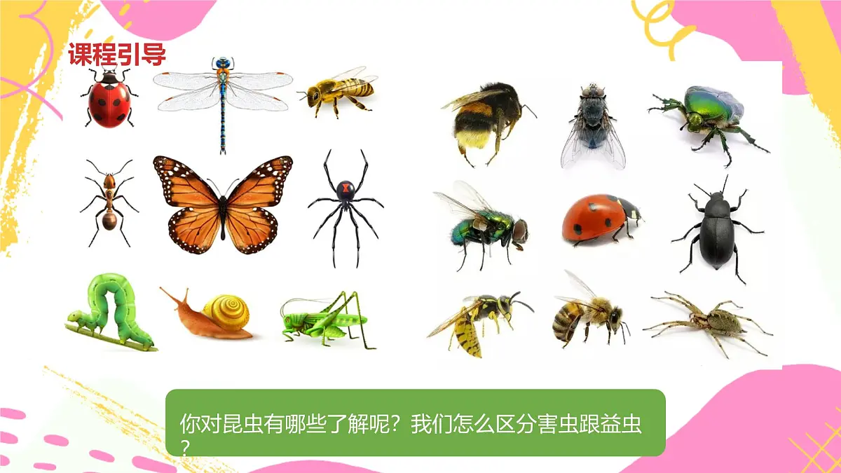 学前教育大班《昆虫王国》课件第5页
