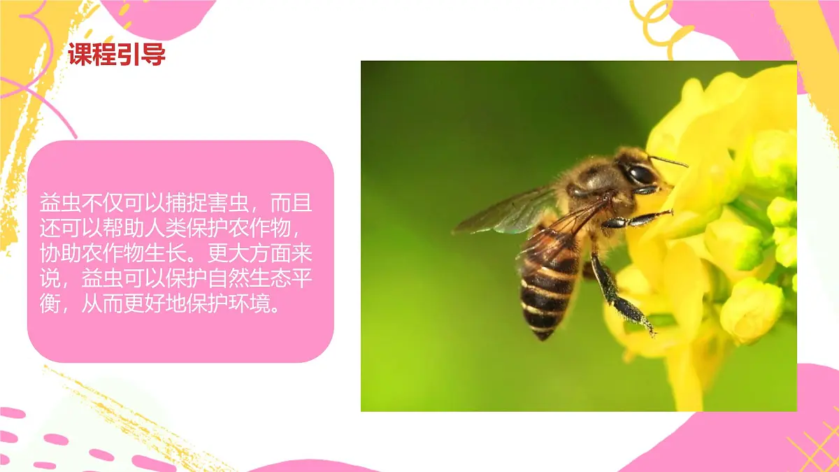 学前教育大班《昆虫王国》课件第6页