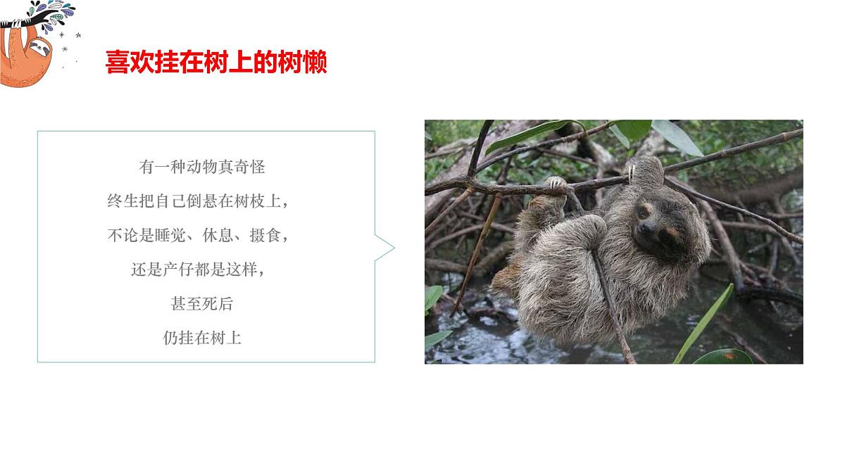 学前教育大班《Hi~我~是~树~懒~》课件第6页